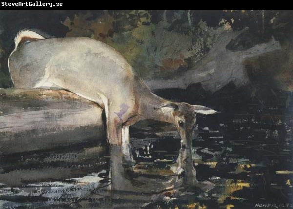 Winslow Homer Deer Drinking (mk44)